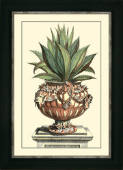 Antique Aloe IV - Camelot