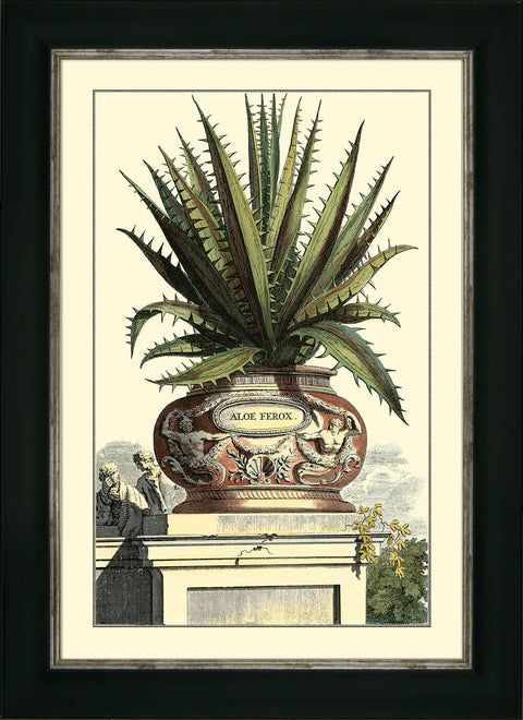 Antique Aloe I - Camelot