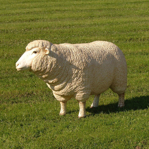 Concepts Sheep