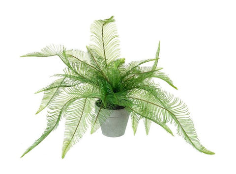 Parlane Potted Feathered Fern